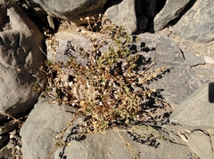 Fagonia capensis