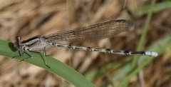 Argia immunda