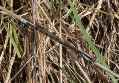 Argia immunda