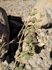 Fagonia capensis