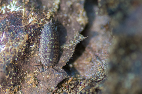 Photo of Oak Woodlouse (Porcellionides virgatus)