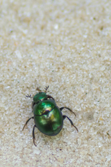 Canthon viridis