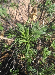 Melianthus pectinatus
