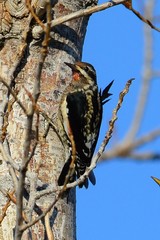 Sphyrapicus varius × nuchalis