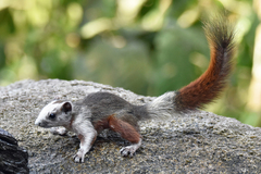 Finlayson's Squirrel photo 2