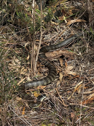 Tiger Snake sighting