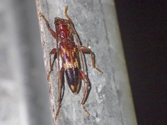 Coptocercus aberrans