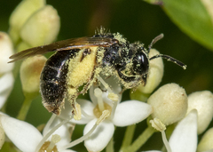 Gonandrena