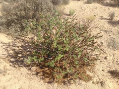 Melianthus pectinatus
