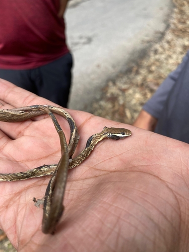 Photo of a Gray Lora (Leptophis stimsoni)