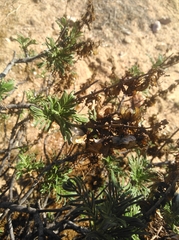 Melianthus pectinatus