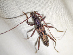 Aesiotyche favosa