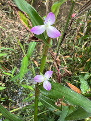 Spiderwort (Aneilema)