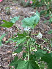 Ripariosida hermaphrodita, photograph Carrie Seltzer, CC BY, iNaturalist via GBIF