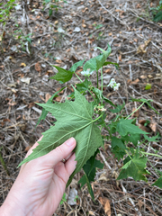 Ripariosida hermaphrodita, photograph Carrie Seltzer, CC BY, iNaturalist via GBIF