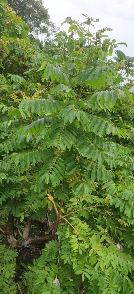 Garuga pinnata; photograph T R Shankar Raman, CC BY, iNaturalist via GBIF