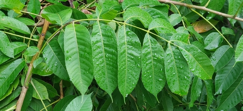 Garuga pinnata, photograph 1