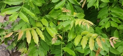 T R Shankar Raman, CC BY, iNaturalist via GBIF Garuga pinnata, photograph T R Shankar Raman, CC BY, iNaturalist via GBIF