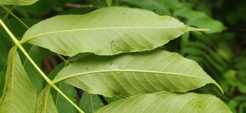 Garuga pinnata, photograph 3