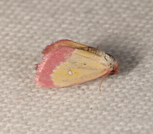 Pink Star Moth photo 4