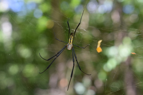 Joro Spider
