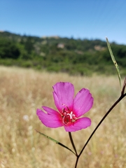 Clarkia rubicunda