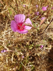 Clarkia rubicunda