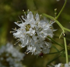 Dalea multiflora