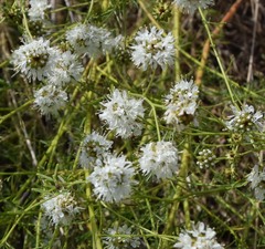 Dalea multiflora