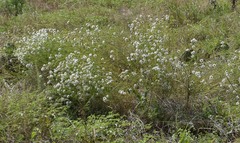 Dalea multiflora