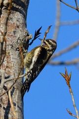 Sphyrapicus varius × nuchalis