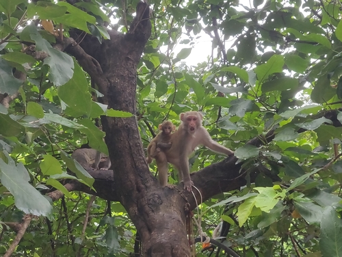 Rhesus Macaque
