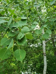 Populus tremuloides