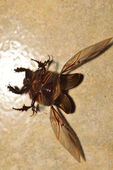 Dichotomius colonicus