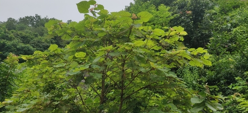Image of Adina cordifolia by (c) T R Shankar Raman, some rights reserved (CC BY)