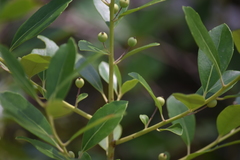 Ilex coriacea