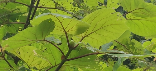 Image of Adina cordifolia by (c) T R Shankar Raman, some rights reserved (CC BY)