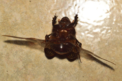 Dichotomius colonicus