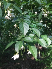 Styrax