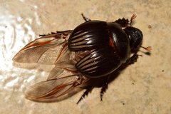 Dichotomius colonicus
