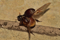 Dichotomius colonicus