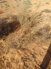 Calobota halenbergensis