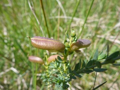 Genista anglica