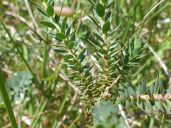 Genista anglica