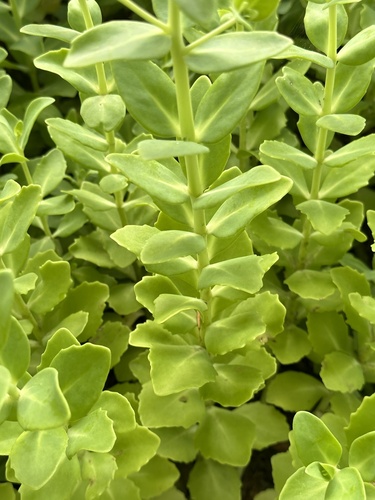 Hylotelephium verticillatum iNat (3)