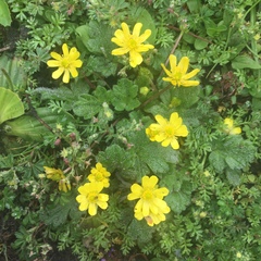 Ranunculus insignis