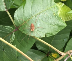Leiobunum ventricosum