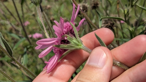 Image of Palafoxia hookeriana by (c) Joseph Aubert, some rights reserved (CC BY)