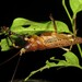 Salomona borneensis - Photo (c) Matthew Connors, algunos derechos reservados (CC BY-NC), subido por Matthew Connors