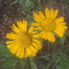 Hymenoxys integrifolia